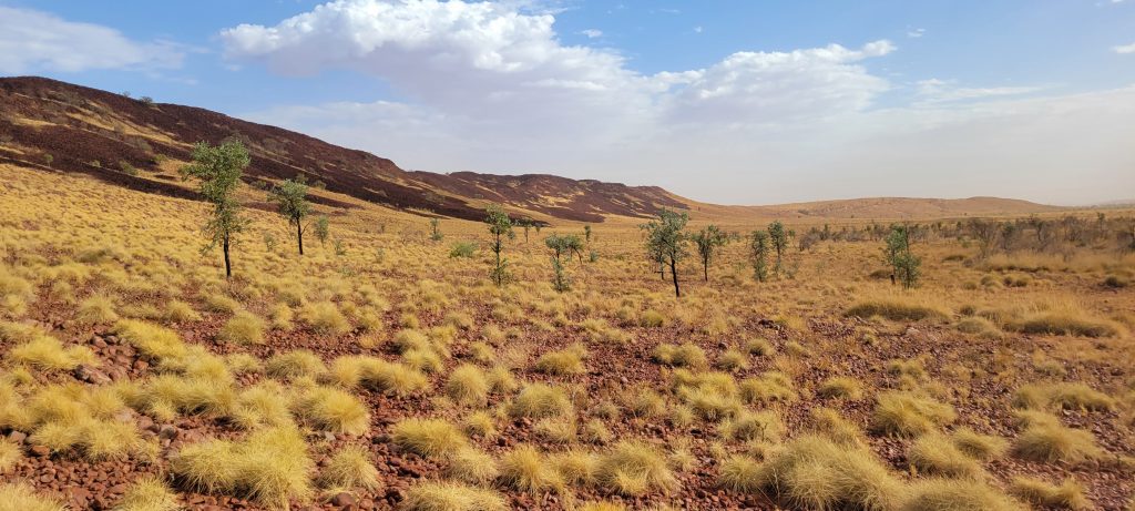 RiversGold Tambourah